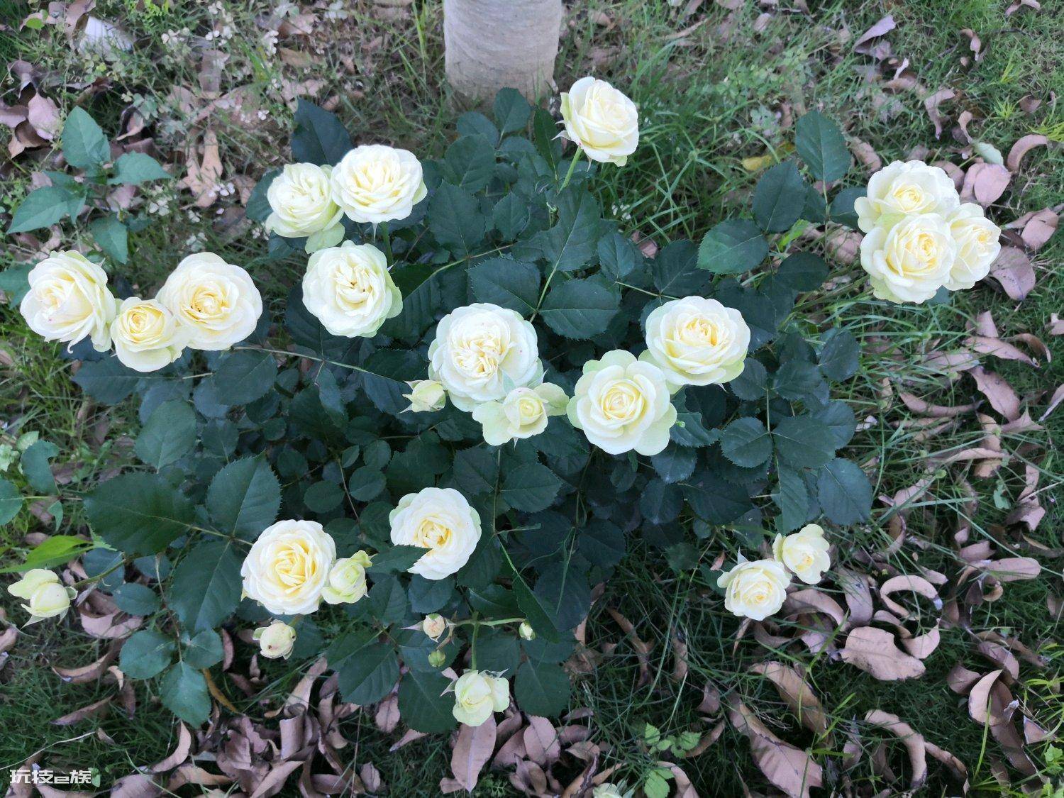 奶油龙沙月季优缺点有哪些(四季开花的奶油龙沙值得入手)-图片2